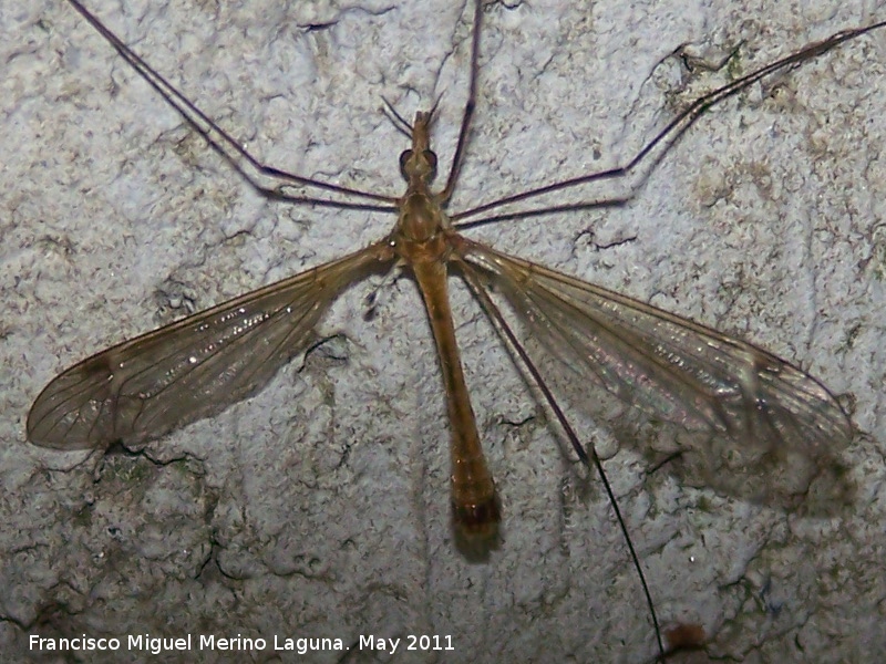 Tipula - Tipula. Nacimiento - Los Villares