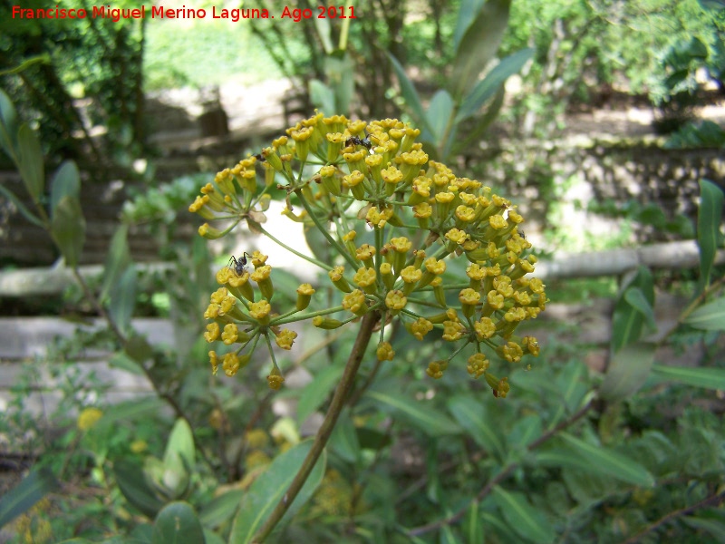 Adelfilla - Adelfilla. Pea del Olivar - Siles