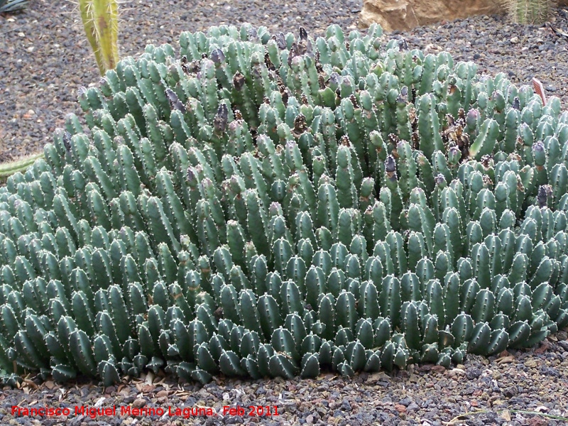 Cactus Cardn resinoso - Cactus Cardn resinoso. Tabernas