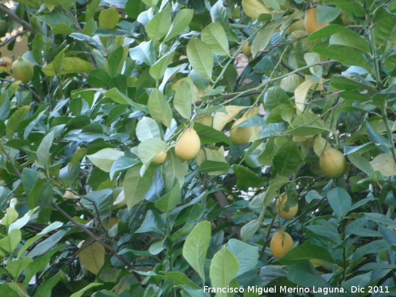 Limonero - Limonero. Bailn