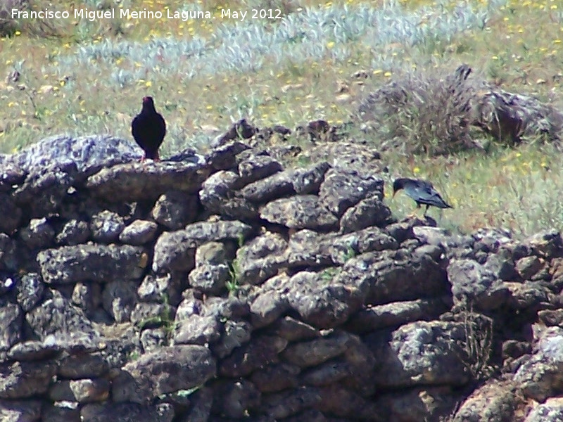 Pjaro Estornino negro - Pjaro Estornino negro. El Hacho - Alcal la Real