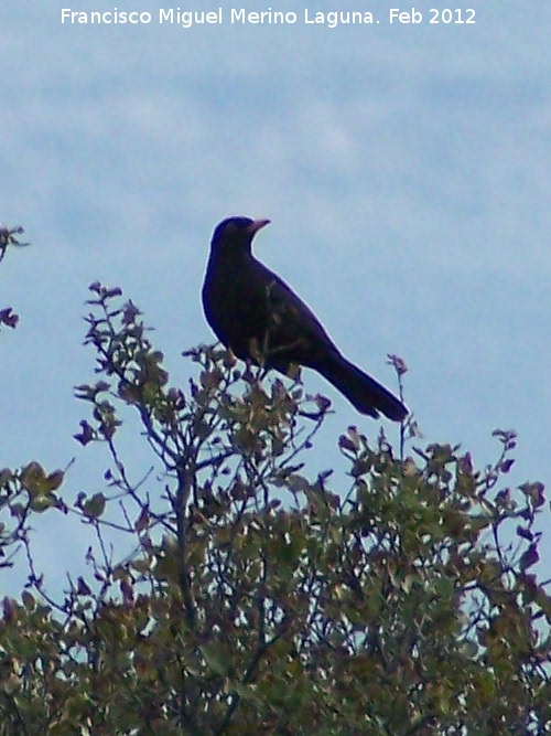 Pjaro Estornino negro - Pjaro Estornino negro. Fuente del Rosal - Navas de San Juan