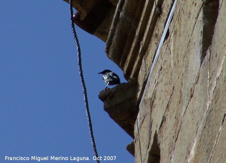 Pjaro Estornino negro - Pjaro Estornino negro. Navas de San Juan