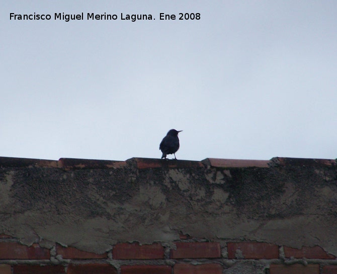 Pjaro Estornino negro - Pjaro Estornino negro. Los Villares