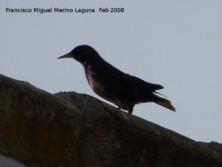 Pjaro Estornino negro - Pjaro Estornino negro. Navas de San Juan