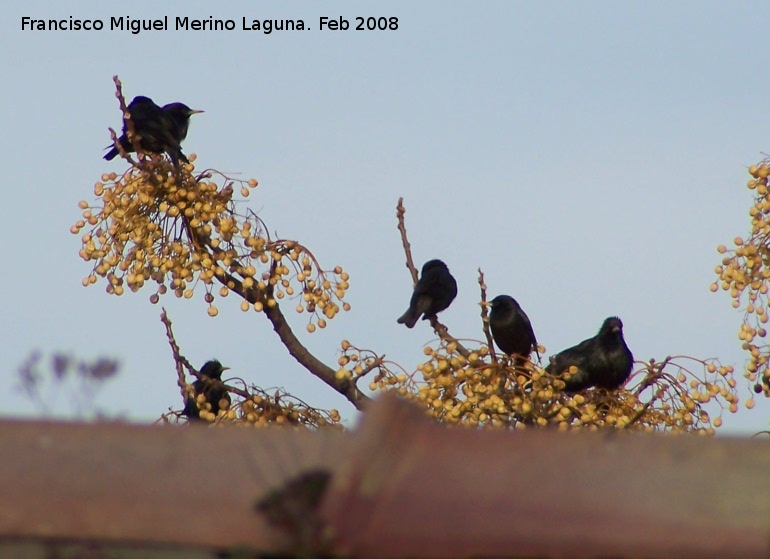 Pjaro Estornino negro - Pjaro Estornino negro. Navas de San Juan