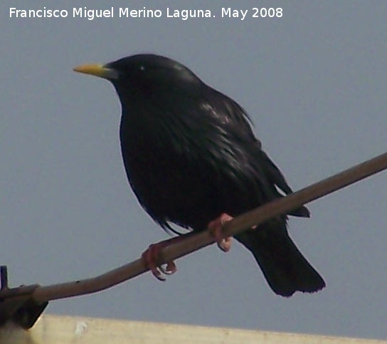 Pjaro Estornino negro - Pjaro Estornino negro. Navas de San Juan