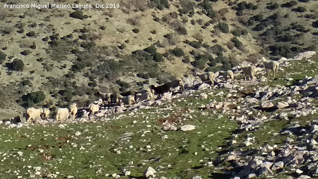 Oveja - Oveja. Cerro Los Morales - Valdepeas de Jan