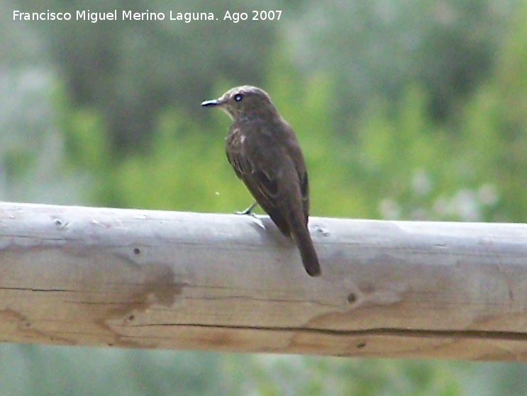 Pjaro Papamoscas gris - Pjaro Papamoscas gris. Castillo de Locubn