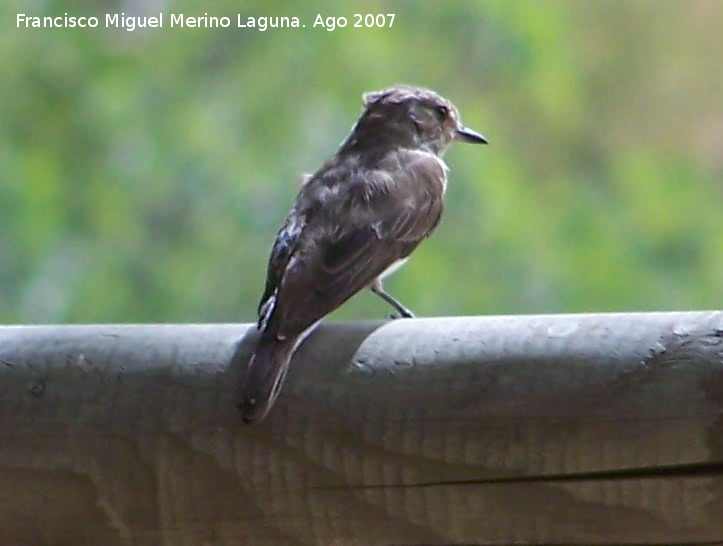 Pjaro Papamoscas gris - Pjaro Papamoscas gris. Castillo de Locubn