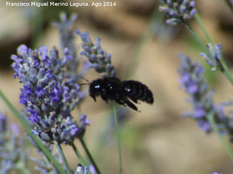 Abeja azul de la madera - Abeja azul de la madera. Las Castaetas - Villacarrillo