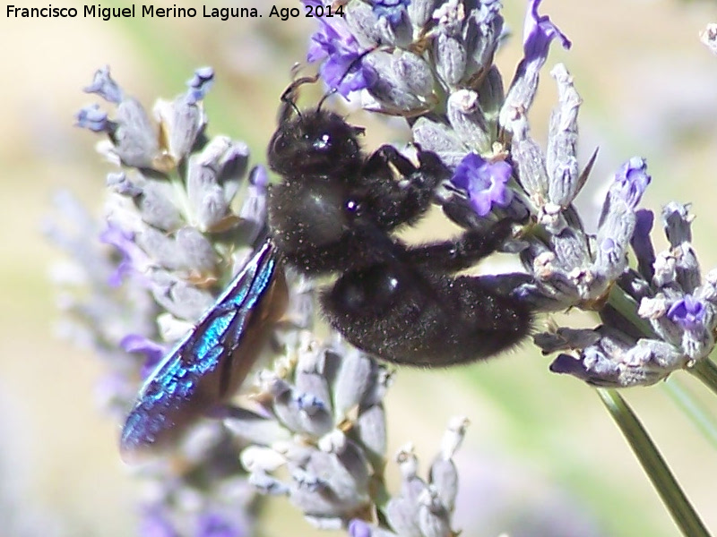 Abeja azul de la madera - Abeja azul de la madera. Las Castaetas - Villacarrillo