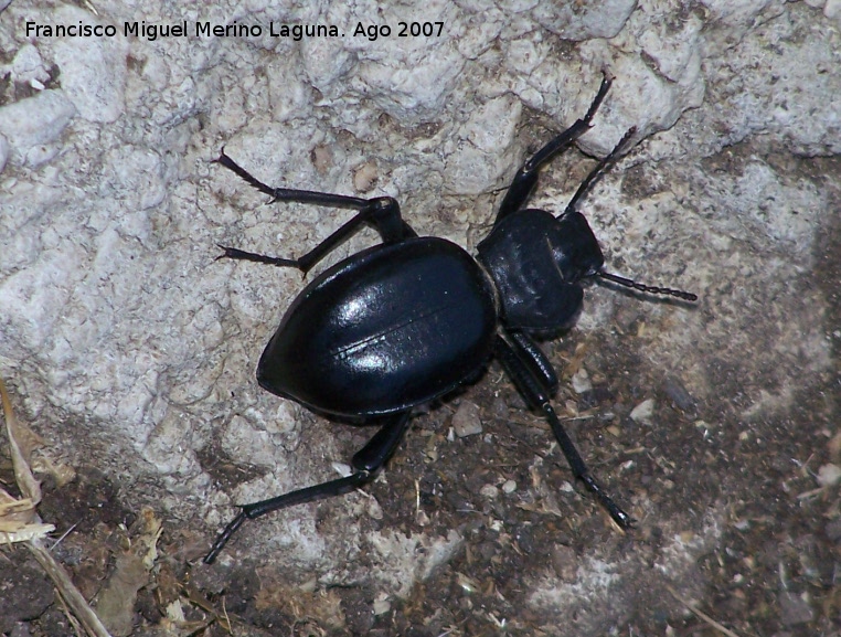 Escarabajo Akis - Escarabajo Akis. Los Villares