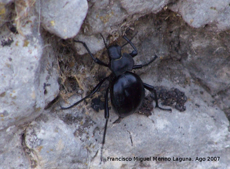 Escarabajo Akis - Escarabajo Akis. Los Villares