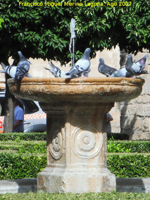 Pjaro Paloma brava - Pjaro Paloma brava. Plaza Vzquez de Molina - beda