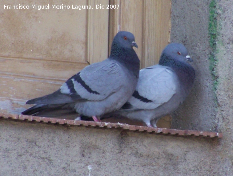 Pjaro Paloma brava - Pjaro Paloma brava. Navas de San Juan