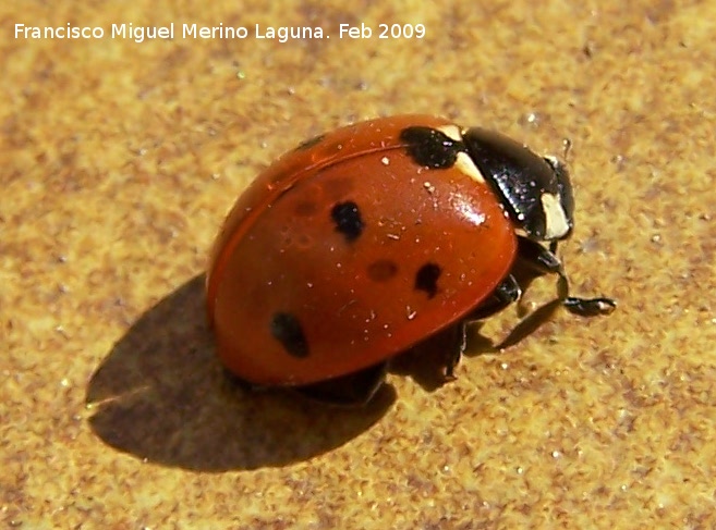 Mariquita de 7 puntos - Mariquita de 7 puntos. Los Villares