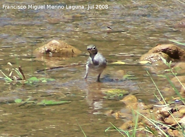 Pjaro Lavandera - Pjaro Lavandera. Segura