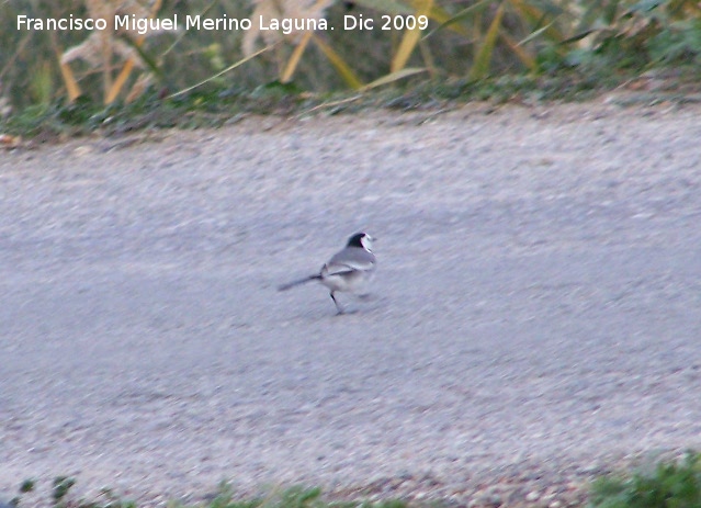 Pjaro Lavandera - Pjaro Lavandera. Macho. Villanueva de las Torres