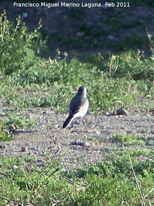 Pjaro Lavandera - Pjaro Lavandera. Tabernas