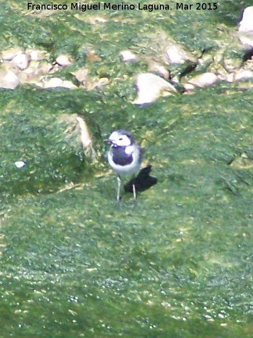 Pjaro Lavandera - Pjaro Lavandera. Villanueva de la Reina