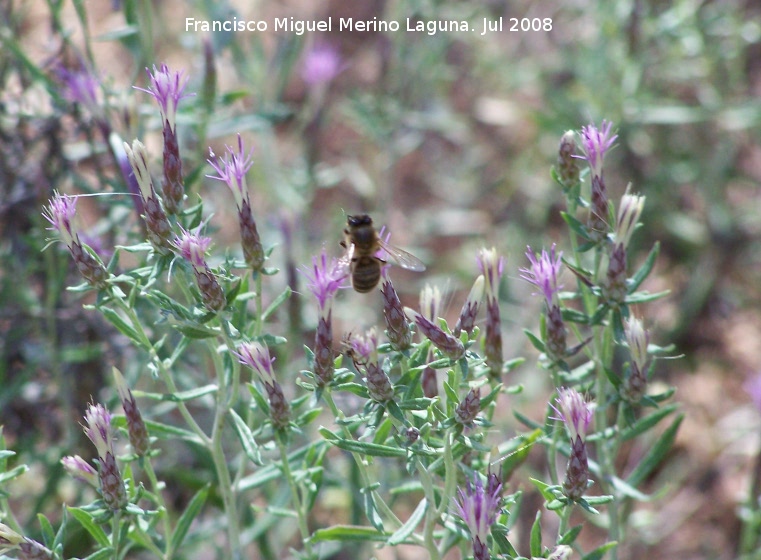 Abeja - Abeja. Segura