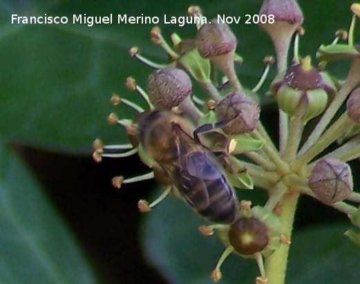 Abeja - Abeja. Los Villares