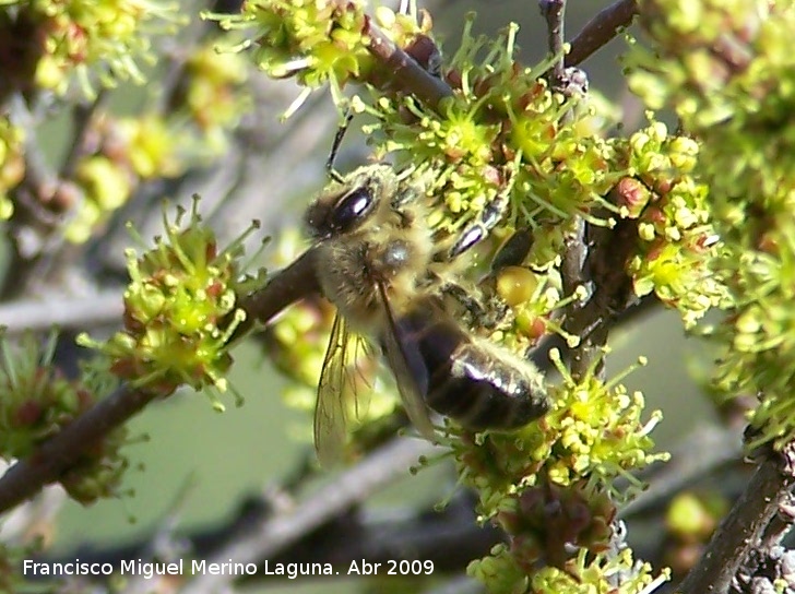 Abeja - Abeja. Arquillos