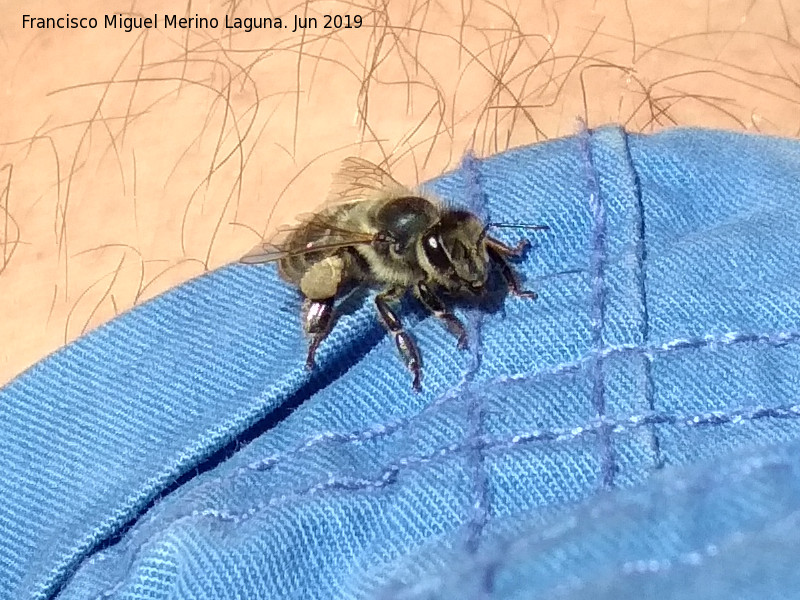 Abeja - Abeja. Torcal de Antequera