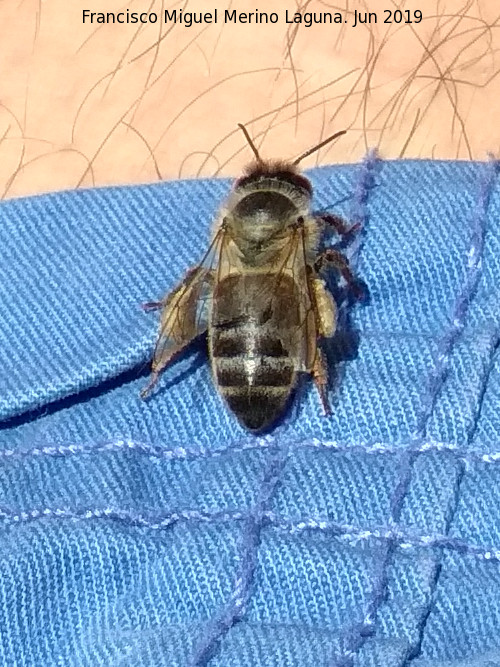 Abeja - Abeja. Torcal de Antequera