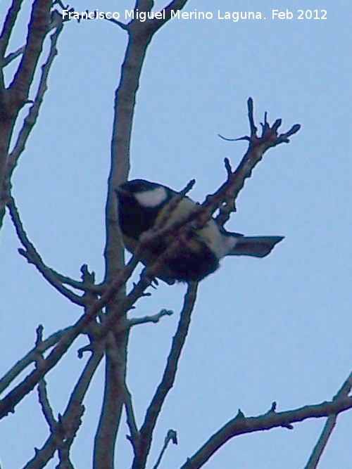 Pjaro Carbonero - Pjaro Carbonero. Lagunillas - Los Villares