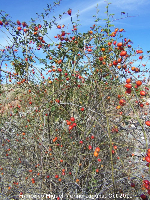 Escaramujo - Escaramujo. San Miguel - Linares