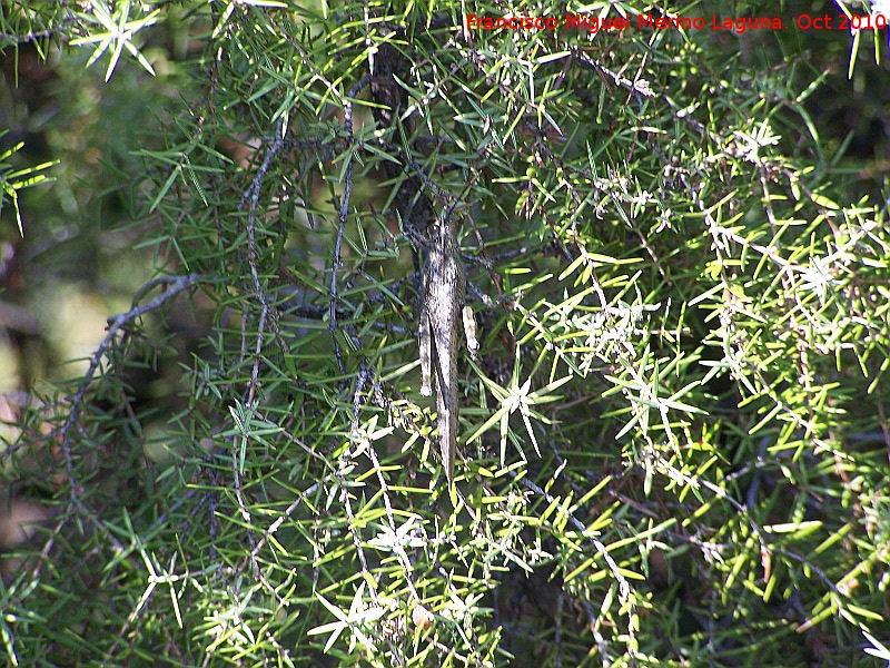 Langosta egipcia - Langosta egipcia. Portillo del Fraile - Jan