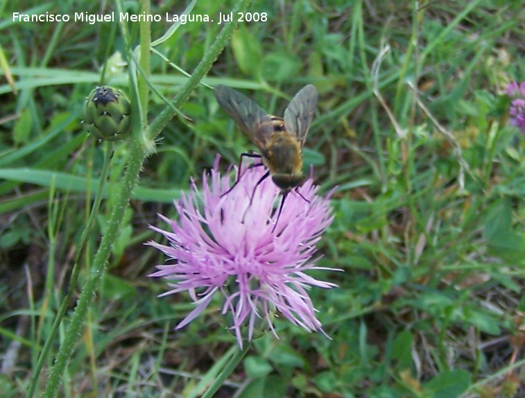 Mosca del estilete - Mosca del estilete. Segura