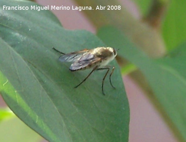 Mosca del estilete - Mosca del estilete. Navas de San Juan