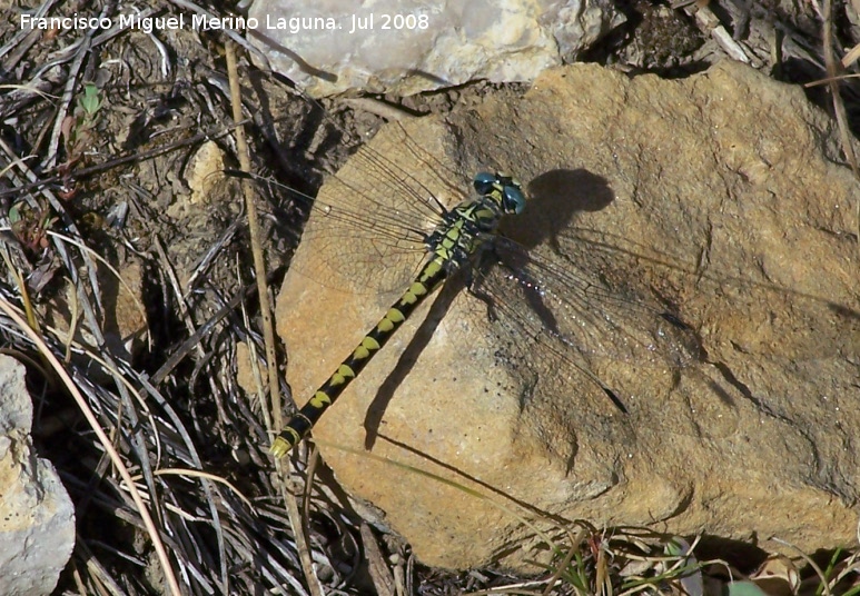 Liblula tigre - Liblula tigre. Segura