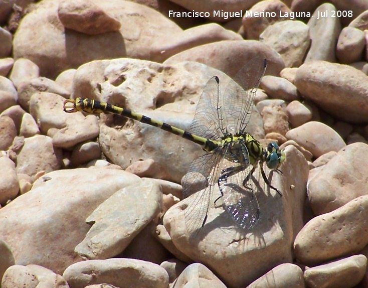 Liblula tigre - Liblula tigre. Segura