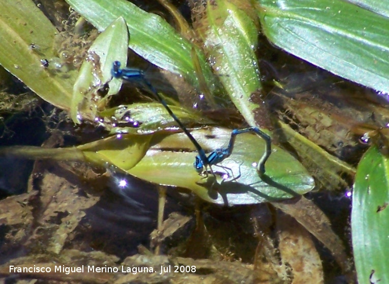 Liblula caballito azul - Liblula caballito azul. Segura