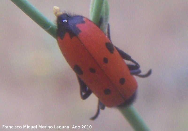 Escarabajo meloideo - Escarabajo meloideo. Prado Maguillo - Santiago Pontones