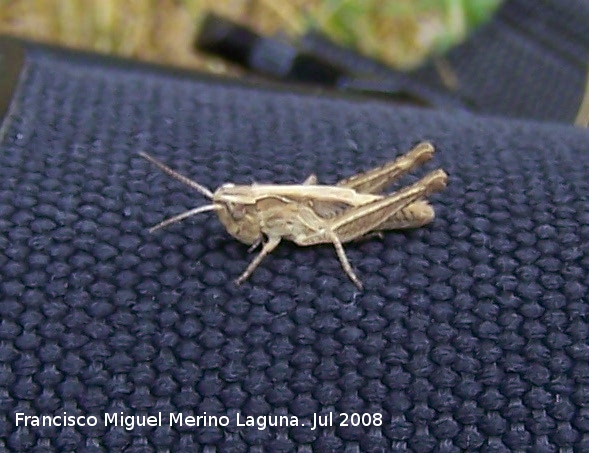 Saltamontes de campo - Saltamontes de campo. Segura