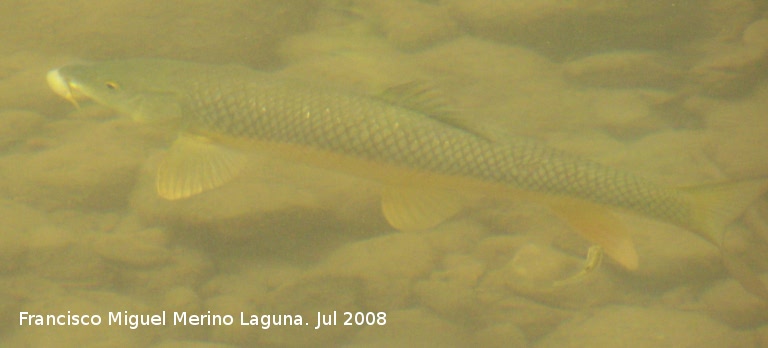 Pez Barbo - Pez Barbo. Cazorla