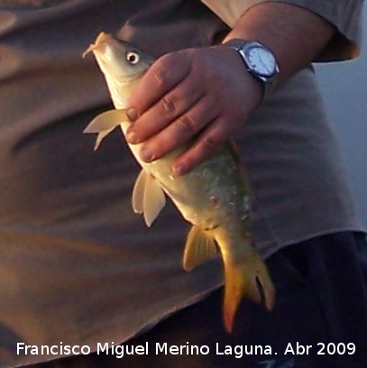 Pez Carpa - Pez Carpa. Pescada en el Pantano de Guadaln y posteriormente soltada viva. Arquillos