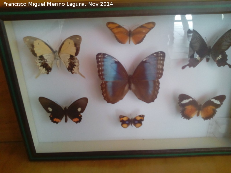 Parque de las Ciencias - Parque de las Ciencias. Mariposas