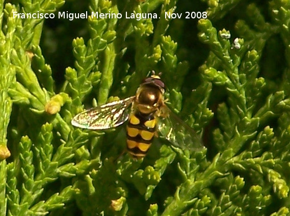 Mosca cernidora - Mosca cernidora. Los Villares