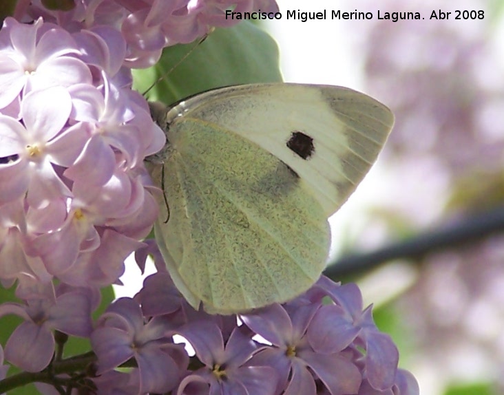 Mariposa de la col - Mariposa de la col. Navas de San Juan