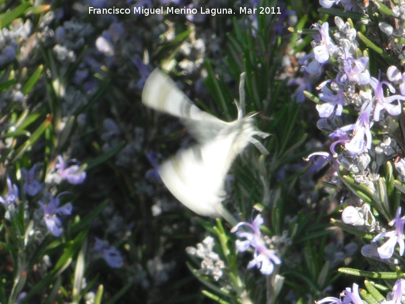 Mariposa de la col - Mariposa de la col. Los Villares