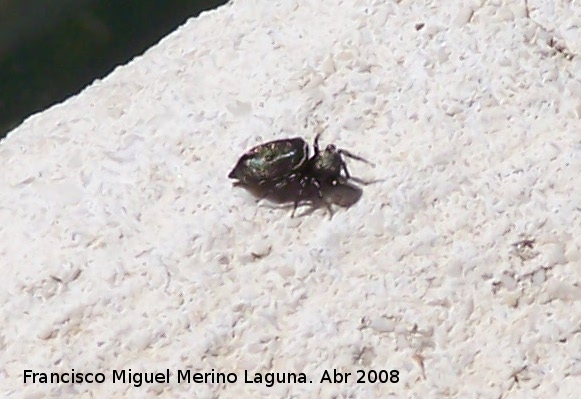 Araa saltadora negra - Araa saltadora negra. Los Villares