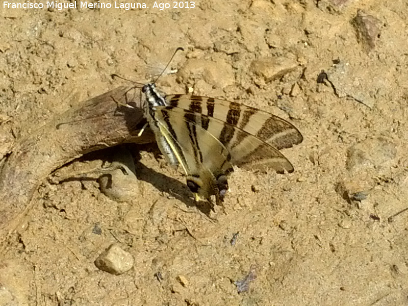 Mariposa podalirio - Mariposa podalirio. Prado Maguillo - Santiago Pontones