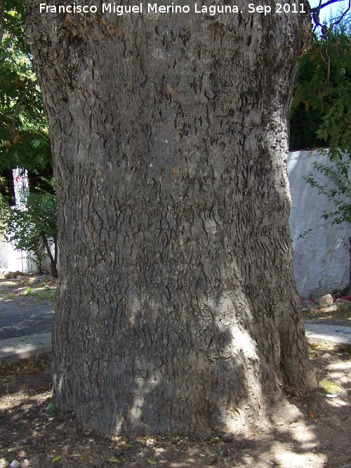 Ailanto - Ailanto. Tronco. Ermita de la Fuensanta - Alcaudete