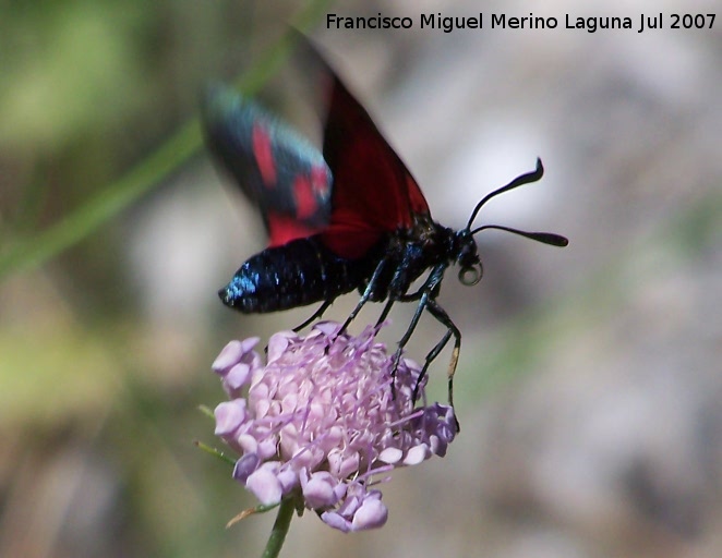 Zigena de 5 puntos - Zigena de 5 puntos. Segura